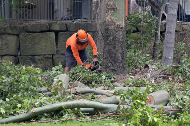 Sudan, TX Tree Services Company